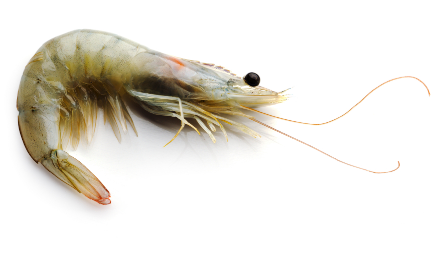 L. vannemei (White legged shrimp)
