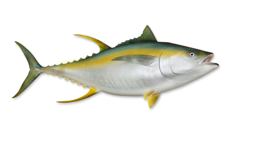 T. albacares (Yellow tail tuna) 